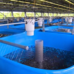 How to Start a Profitable Fish Farming Business in Isoko with Little Capital