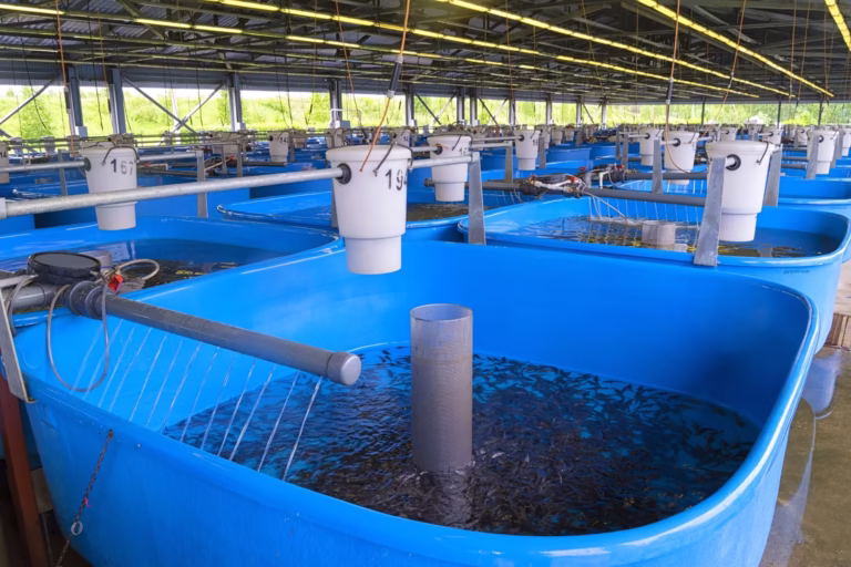 How to Start a Profitable Fish Farming Business in Isoko with Little Capital