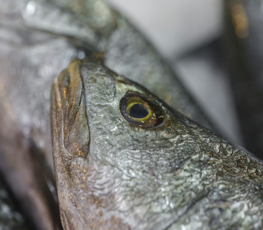 A close-up view of a fish's head and eye